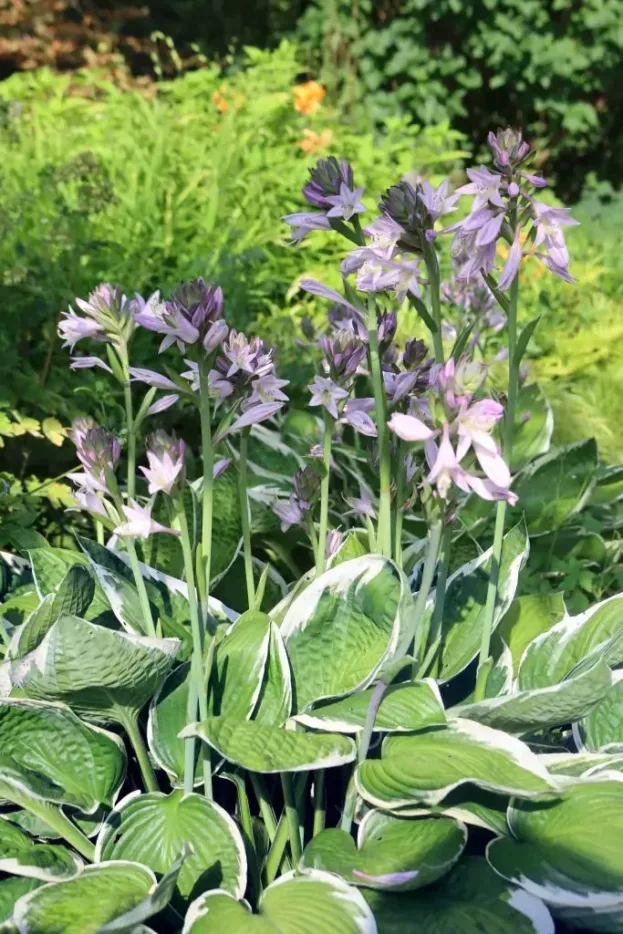 Hosta 'Francee', Funkie