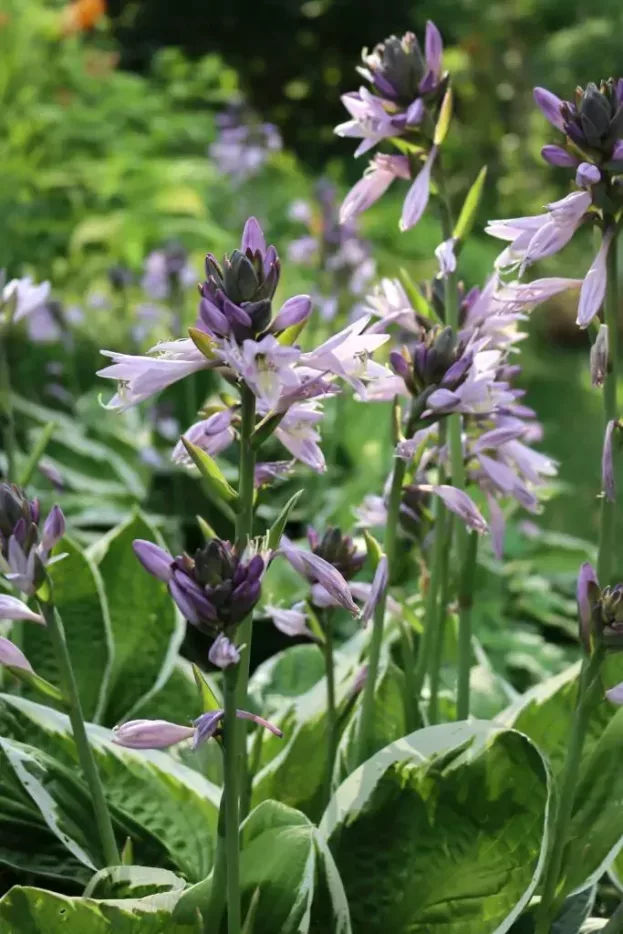 Hosta 'Francee', Funkie