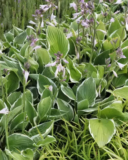 Hosta 'Francee', Funkie