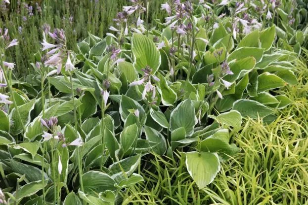 Hosta 'Francee', Funkie