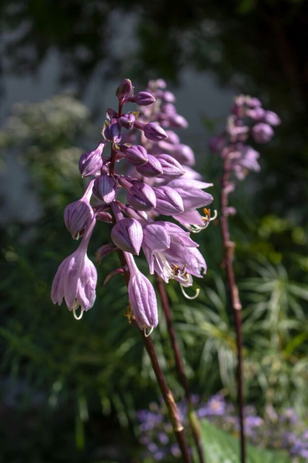 Hosta 'Gooseberry Sundae', Funkie