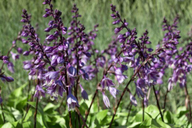 Hosta 'Gooseberry Sundae', Funkie