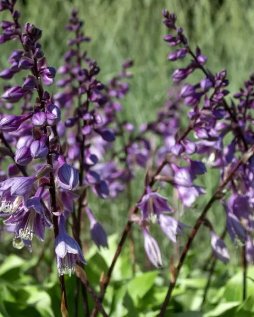 Hosta 'Gooseberry Sundae', Funkie