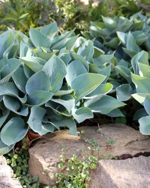 Hosta 'Halcyon', Blaublatt-Funkie