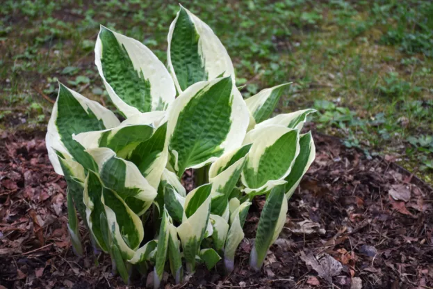 Funkie 'Patriot', Hosta