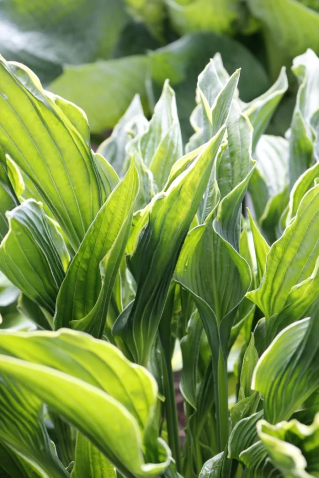 Hosta 'Praying Hands', Funkie