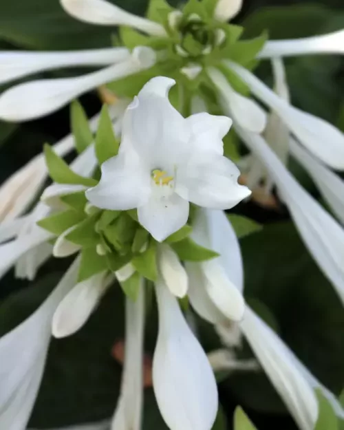 Hosta plantaginea 'Royal Standard', Lilien-Funkie