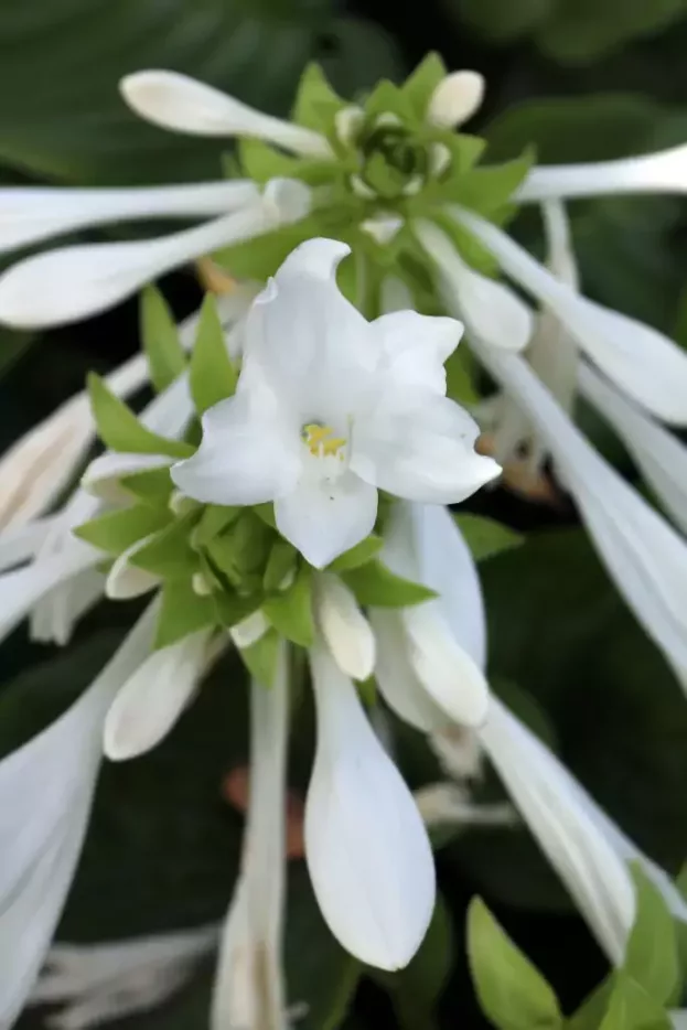 Hosta plantaginea 'Royal Standard', Lilien-Funkie