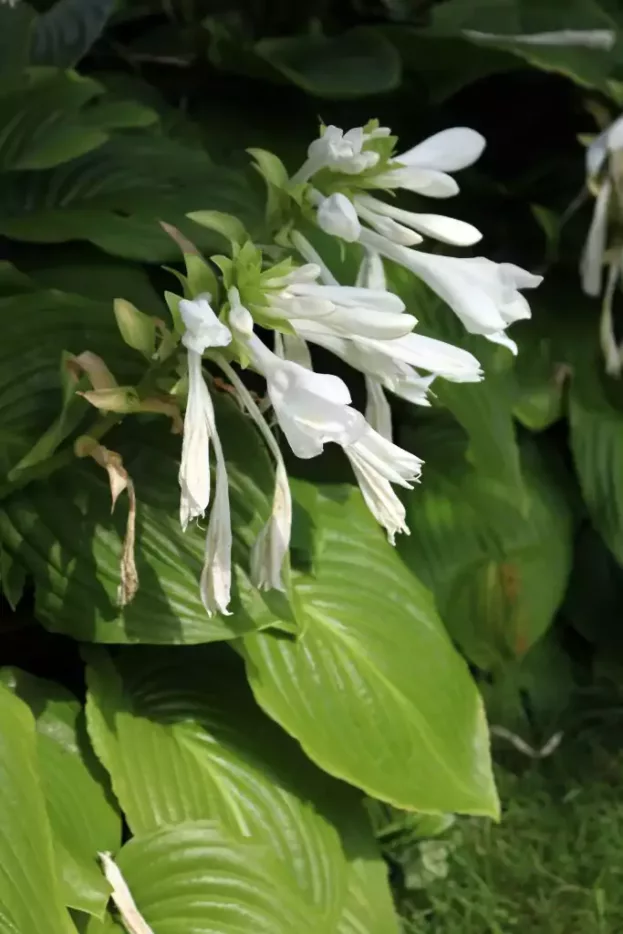 Hosta plantaginea 'Royal Standard', Lilien-Funkie