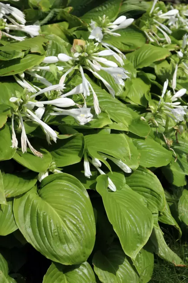 Hosta plantaginea 'Royal Standard', Lilien-Funkie