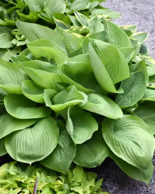 Hosta 'Sum and Substance', Riesen-Funkie