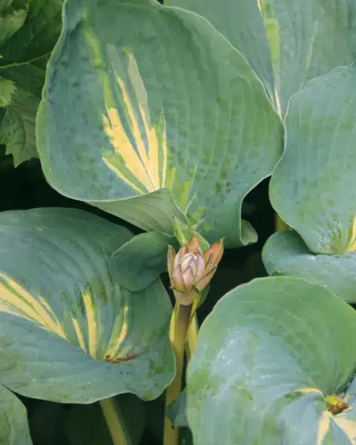 Hosta 'Thunderbolt' Funkie
