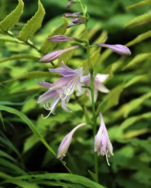 Hosta clausa var. normalis - Korea-Funkie