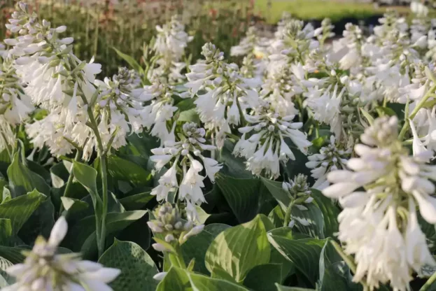 Hosta sieboldiana 'Elegans', Blaublatt-Funkie