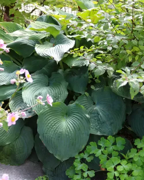 Hosta sieboldiana 'Elegans', Blaublatt-Funkie