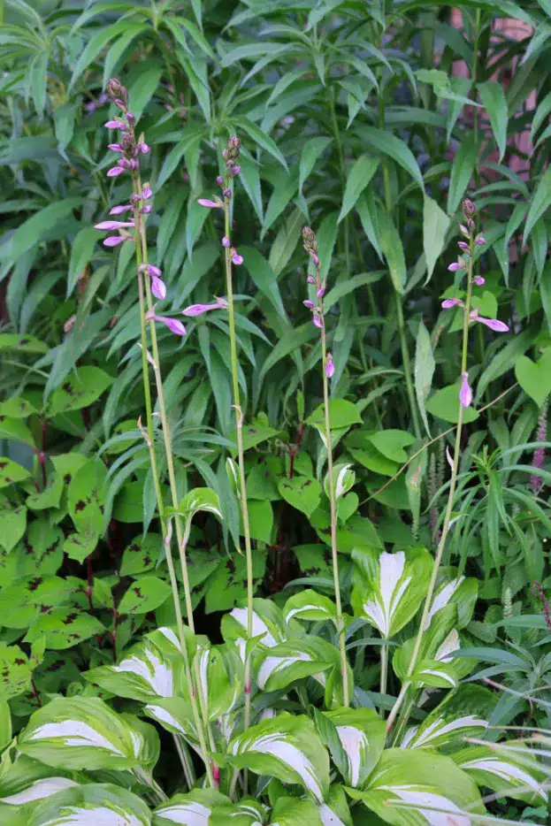 Hosta undulata 'Mediovariegata' - Wellblatt-Funkie
