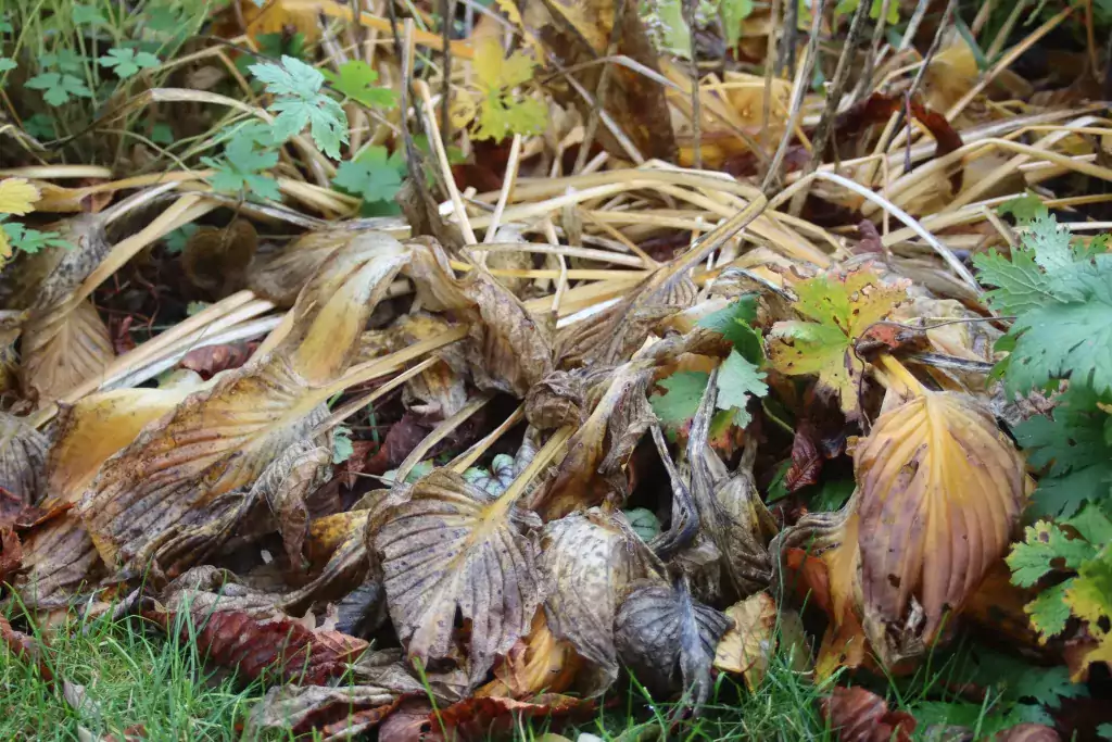 Hosta zerfallen sehr schnell jpg