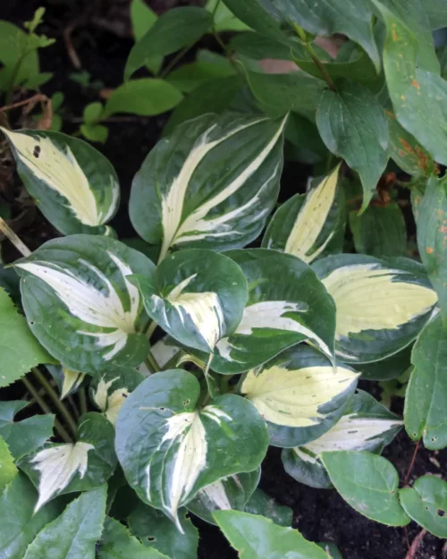 Funkie, Hosta 'Fire and Ice'