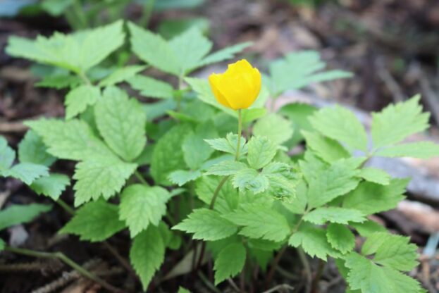 Hylomecon japonica - Japanischer Waldmohn, Scheinmohn
