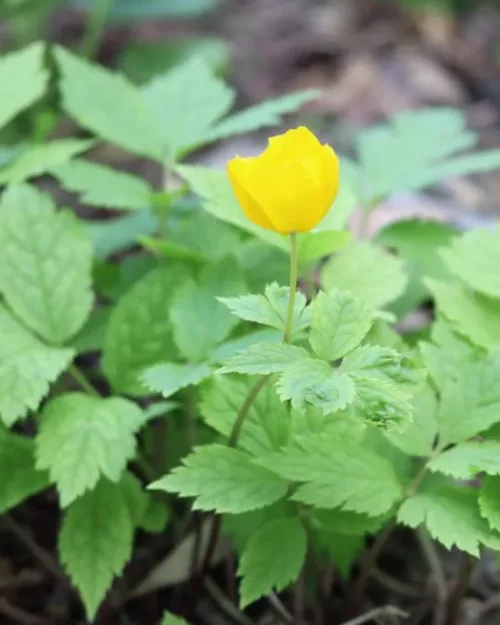 Hylomecon japonica - Japanischer Waldmohn, Scheinmohn