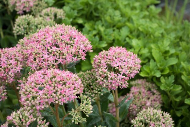 Hylotelephium (Sedum) 'Carl'