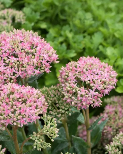 Hylotelephium (Sedum) 'Carl'