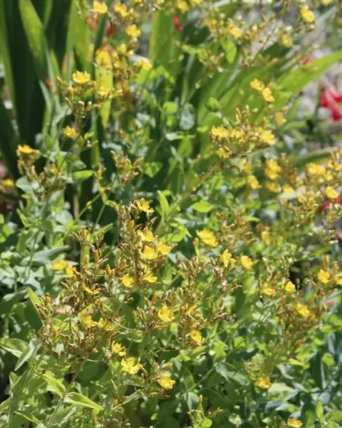 Hypericum atomarium, Bulgarisches Johanniskraut