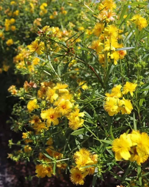 Hypericum kalmianum 'Gemo', Strauch-Johanniskraut