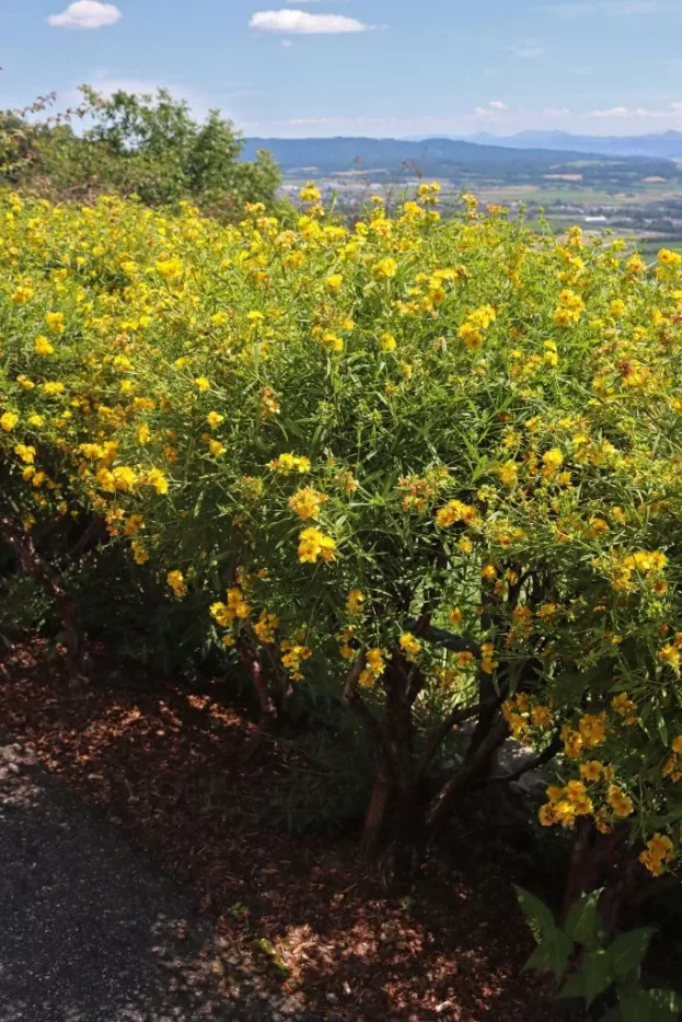 Hypericum kalmianum 'Gemo', Strauch-Johanniskraut