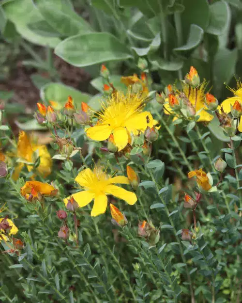 Hypericum polyphyllum, Vielblättriges Johanniskraut
