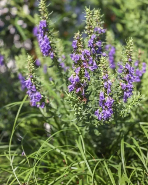 Hyssopus officinalis, Hyssop