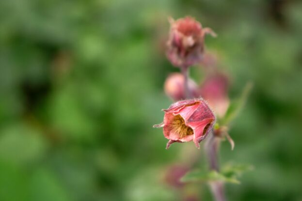 Geum rivale, Bachnelkenwurz