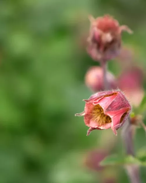 Geum rivale, Bachnelkenwurz