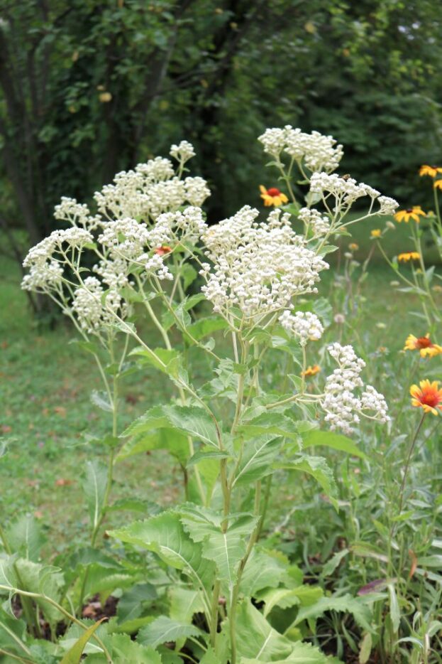 Parthenium integrifolium, Wildes Chinin, Prärieampfer