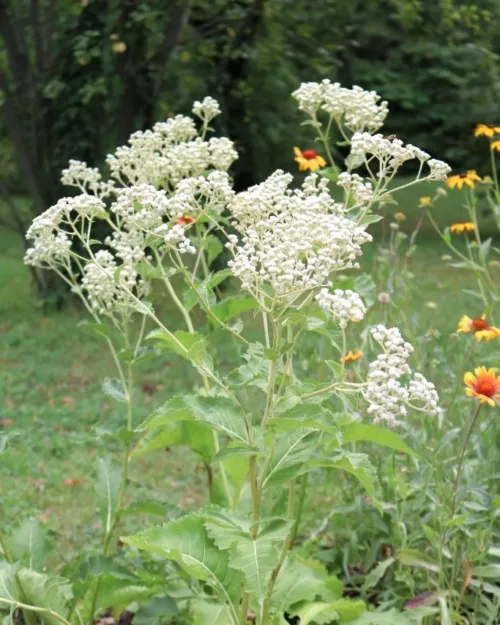 Parthenium integrifolium, Wildes Chinin, Prärieampfer