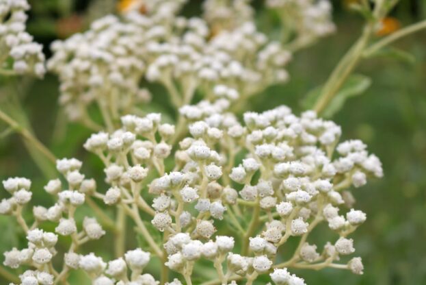 Parthenium integrifolium, Wildes Chinin, Prärieampfer