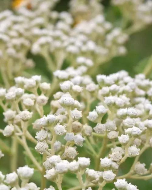 Parthenium integrifolium, Wildes Chinin, Prärieampfer