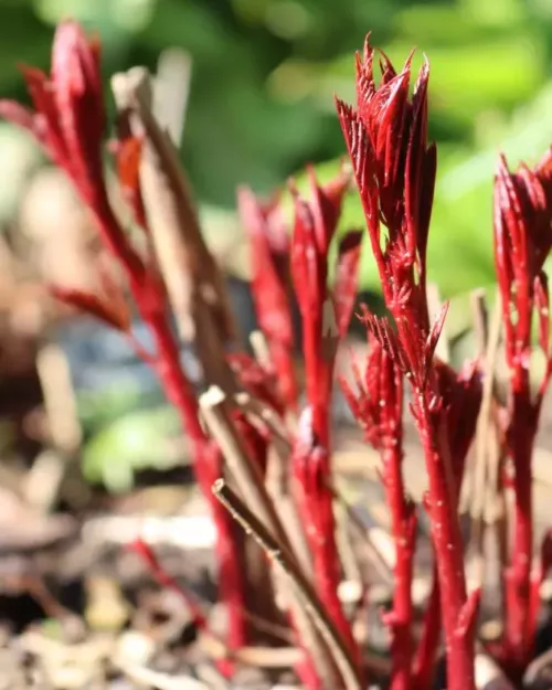 Gillenia 'Pink Profusion', Dreiblattspiere