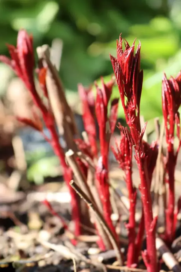 Gillenia 'Pink Profusion', Dreiblattspiere