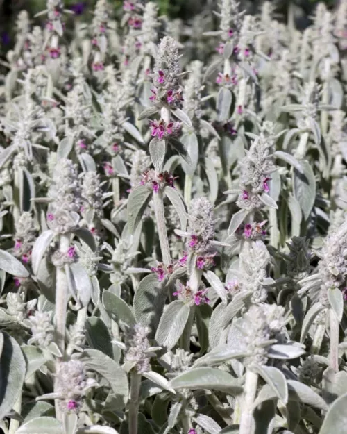 Stachys byzanthina, Wollziest
