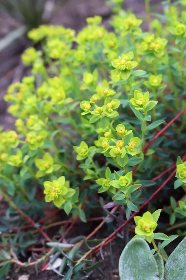 Euphorbia spinosa, Dornige Wolfsmilch