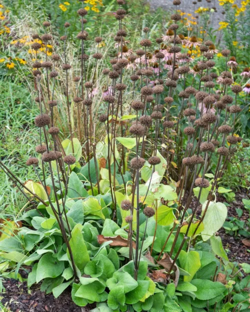 Phlomis russeliana, Brandkraut