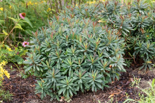 Euphorbia amygdaloides 'Purpurea', Rote Mandelblättrige Wolfsmilch