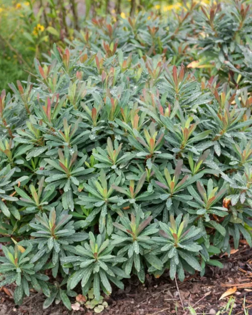 Euphorbia amygdaloides 'Purpurea', Rote Mandelblättrige Wolfsmilch