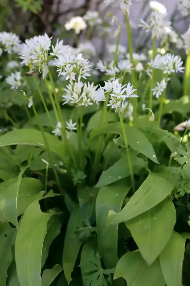 Allium ursinum, Bärlauch