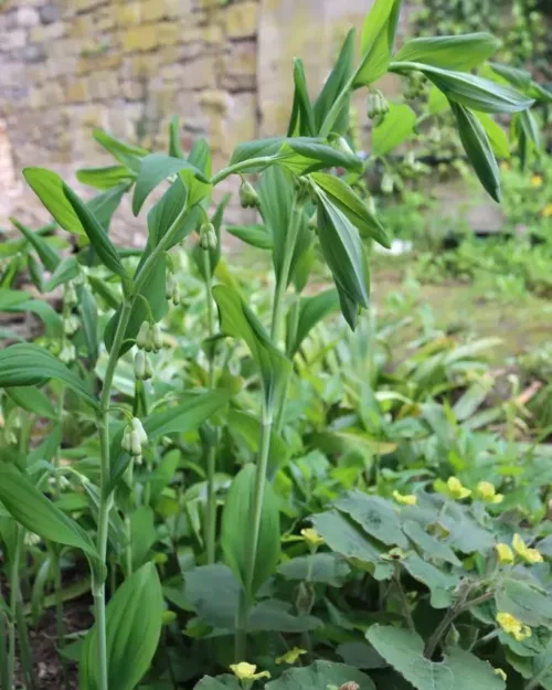 Polygonatum 'Weihenstephan', Garten-Salomonsiegel