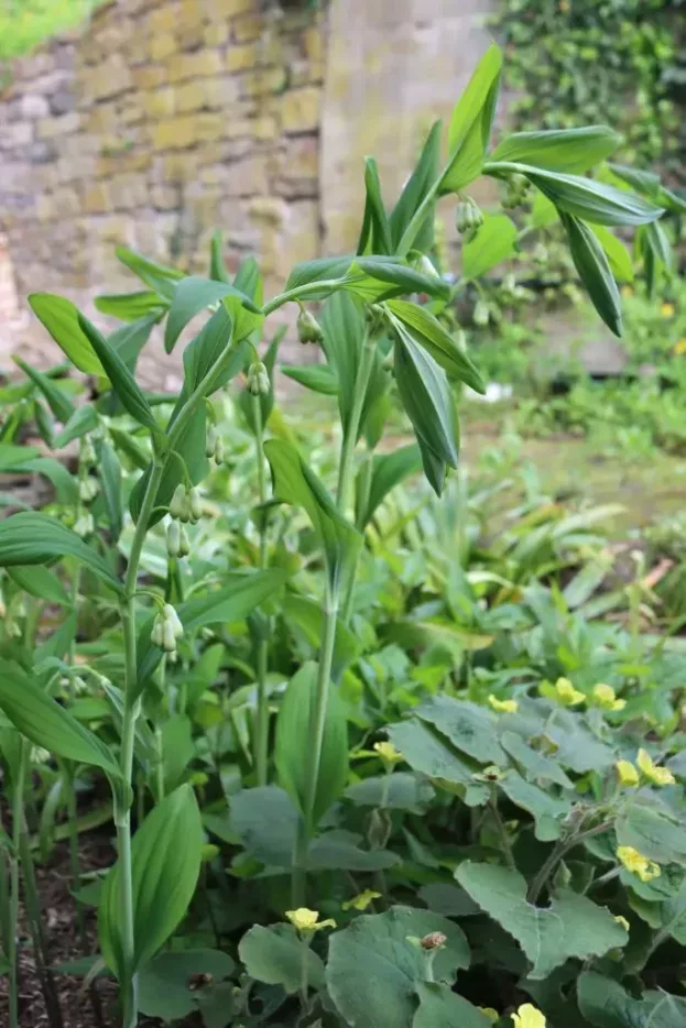 Polygonatum 'Weihenstephan', Garten-Salomonsiegel