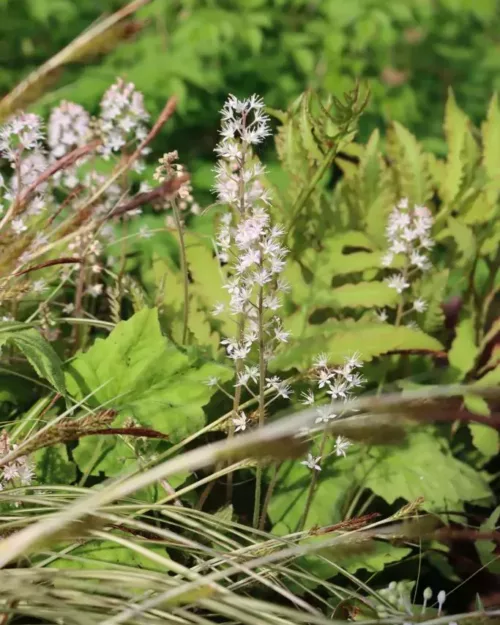 Tiarella cordifolia 'Moorgrün', Schaumblüte