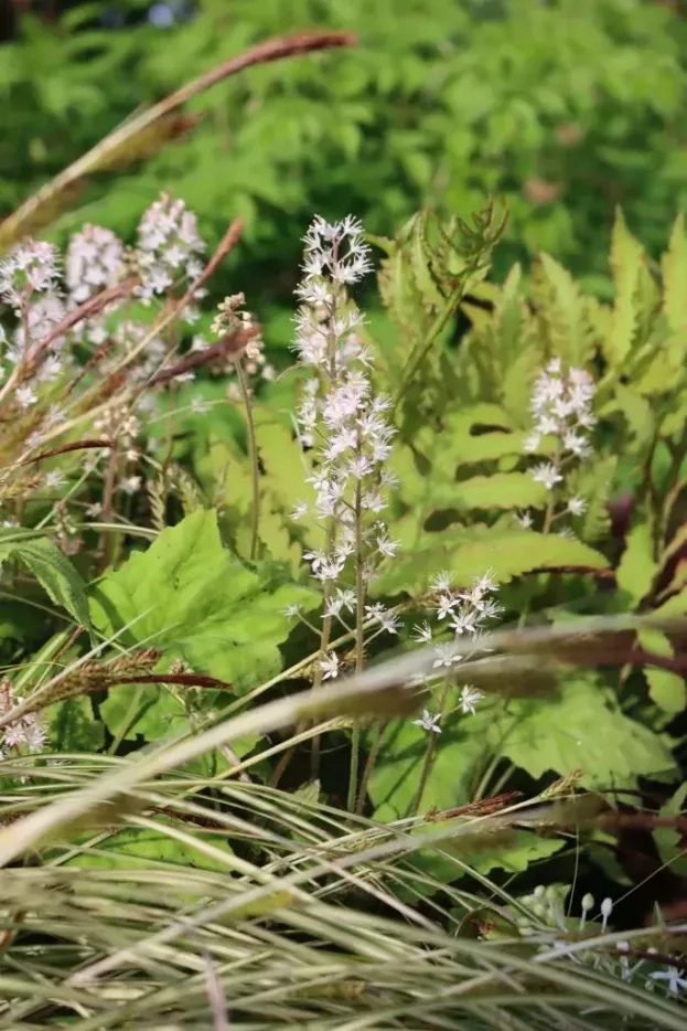 Tiarella cordifolia 'Moorgrün', Schaumblüte