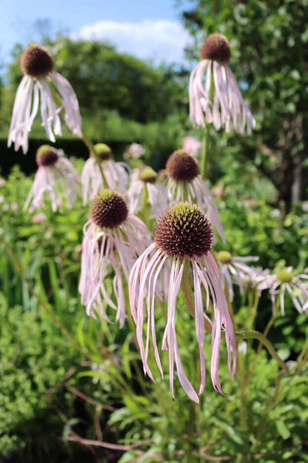 Echinacea pallida, Blasser Sonnenhut